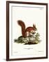 Eurasian Red Squirrel-null-Framed Giclee Print