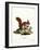 Eurasian Red Squirrel-null-Framed Giclee Print