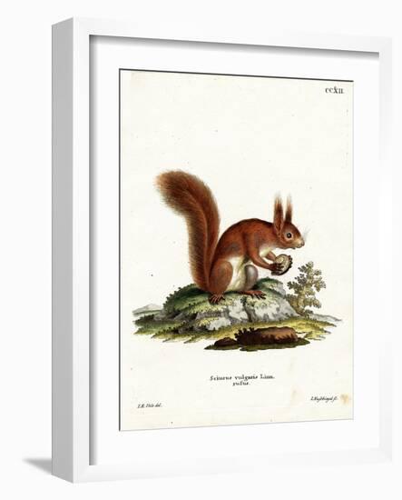 Eurasian Red Squirrel-null-Framed Giclee Print