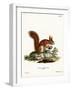 Eurasian Red Squirrel-null-Framed Giclee Print