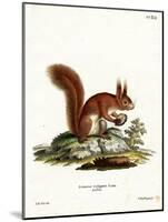 Eurasian Red Squirrel-null-Mounted Giclee Print