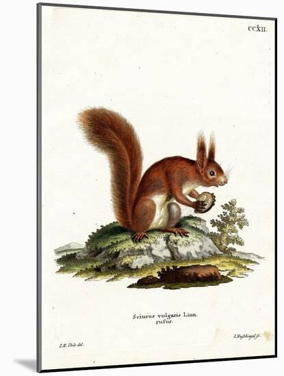 Eurasian Red Squirrel-null-Mounted Giclee Print