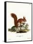 Eurasian Red Squirrel-null-Framed Stretched Canvas