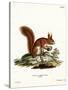 Eurasian Red Squirrel-null-Stretched Canvas