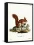 Eurasian Red Squirrel-null-Framed Stretched Canvas