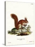 Eurasian Red Squirrel-null-Stretched Canvas