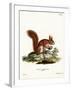 Eurasian Red Squirrel-null-Framed Giclee Print