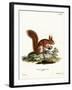 Eurasian Red Squirrel-null-Framed Giclee Print