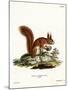 Eurasian Red Squirrel-null-Mounted Giclee Print