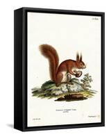 Eurasian Red Squirrel-null-Framed Stretched Canvas