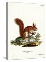 Eurasian Red Squirrel-null-Stretched Canvas