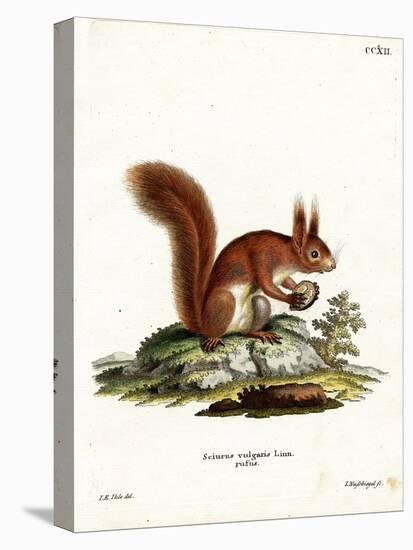 Eurasian Red Squirrel-null-Stretched Canvas