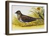 Eurasian Skylark (Alauda Arvensis), Alaudidae-null-Framed Giclee Print