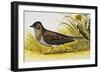 Eurasian Skylark (Alauda Arvensis), Alaudidae-null-Framed Giclee Print