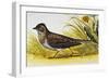 Eurasian Skylark (Alauda Arvensis), Alaudidae-null-Framed Giclee Print