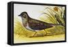 Eurasian Skylark (Alauda Arvensis), Alaudidae-null-Framed Stretched Canvas