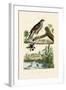 Eurasian Sparrowhawk, 1833-39-null-Framed Giclee Print