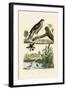Eurasian Sparrowhawk, 1833-39-null-Framed Giclee Print