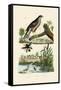 Eurasian Sparrowhawk, 1833-39-null-Framed Stretched Canvas