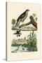 Eurasian Sparrowhawk, 1833-39-null-Stretched Canvas