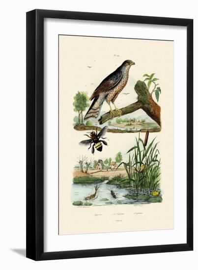 Eurasian Sparrowhawk, 1833-39-null-Framed Giclee Print