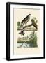 Eurasian Sparrowhawk, 1833-39-null-Framed Giclee Print