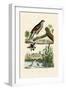 Eurasian Sparrowhawk, 1833-39-null-Framed Giclee Print