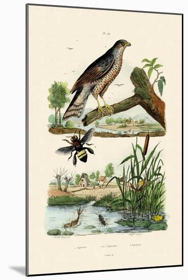 Eurasian Sparrowhawk, 1833-39-null-Mounted Giclee Print