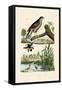 Eurasian Sparrowhawk, 1833-39-null-Framed Stretched Canvas