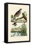 Eurasian Sparrowhawk, 1833-39-null-Framed Stretched Canvas
