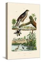 Eurasian Sparrowhawk, 1833-39-null-Stretched Canvas