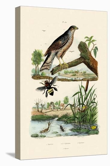 Eurasian Sparrowhawk, 1833-39-null-Stretched Canvas