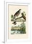 Eurasian Sparrowhawk, 1833-39-null-Framed Giclee Print