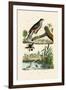 Eurasian Sparrowhawk, 1833-39-null-Framed Giclee Print