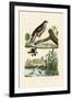 Eurasian Sparrowhawk, 1833-39-null-Framed Giclee Print