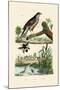 Eurasian Sparrowhawk, 1833-39-null-Mounted Giclee Print