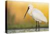 Eurasian Spoonbill - Right-Staffan Widstrand-Stretched Canvas