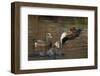 Eurasian wigeon flying-Ken Archer-Framed Photographic Print