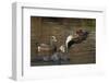 Eurasian wigeon flying-Ken Archer-Framed Photographic Print