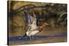 Eurasian wigeon flying-Ken Archer-Stretched Canvas