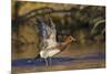 Eurasian wigeon flying-Ken Archer-Mounted Photographic Print