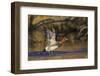Eurasian wigeon flying-Ken Archer-Framed Photographic Print