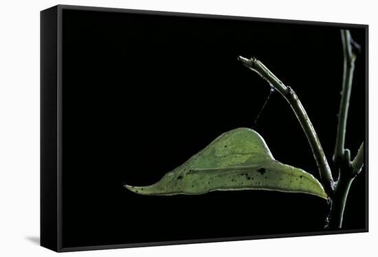 Eurema Venusta (Grass Yellow Butterfly) - Pupa-Paul Starosta-Framed Stretched Canvas