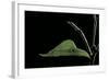 Eurema Venusta (Grass Yellow Butterfly) - Pupa-Paul Starosta-Framed Photographic Print