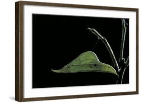 Eurema Venusta (Grass Yellow Butterfly) - Pupa-Paul Starosta-Framed Photographic Print