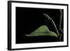 Eurema Venusta (Grass Yellow Butterfly) - Pupa-Paul Starosta-Framed Photographic Print