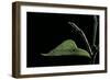 Eurema Venusta (Grass Yellow Butterfly) - Pupa-Paul Starosta-Framed Photographic Print