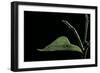 Eurema Venusta (Grass Yellow Butterfly) - Pupa-Paul Starosta-Framed Photographic Print