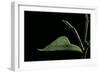 Eurema Venusta (Grass Yellow Butterfly) - Pupa-Paul Starosta-Framed Photographic Print