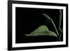 Eurema Venusta (Grass Yellow Butterfly) - Pupa-Paul Starosta-Framed Photographic Print